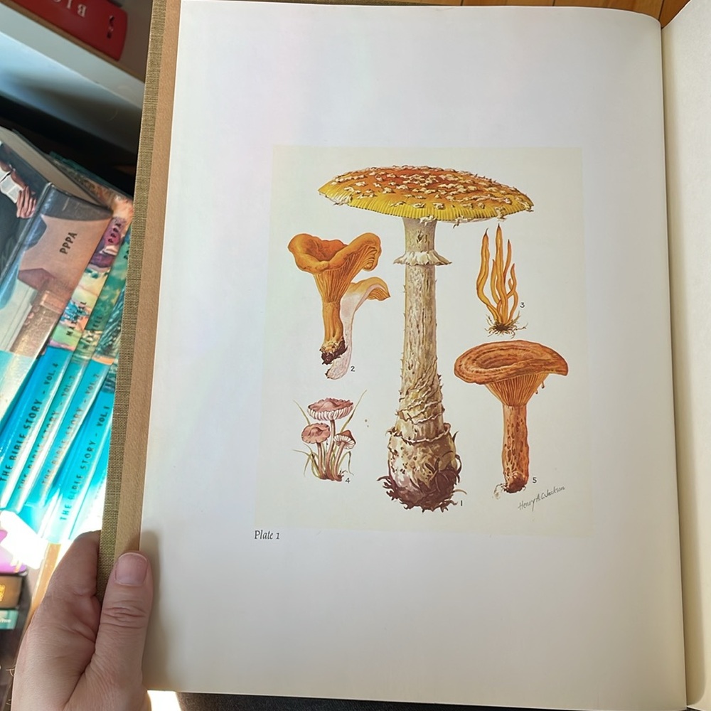 Mr Jackson's Mushrooms Hardcover Book - Beige Cover - Picture 9 of 16